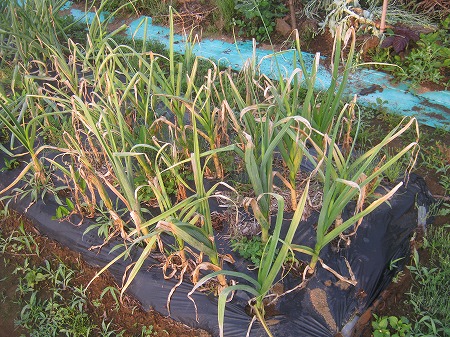 ニンニクの栽培レポ（「編む」までの長い道のり）  家庭菜園日記 